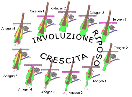 Chirurgia e cura della Calvizie