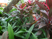 chirurgia e cura dela calvizie