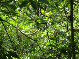 Trapianto di capelli